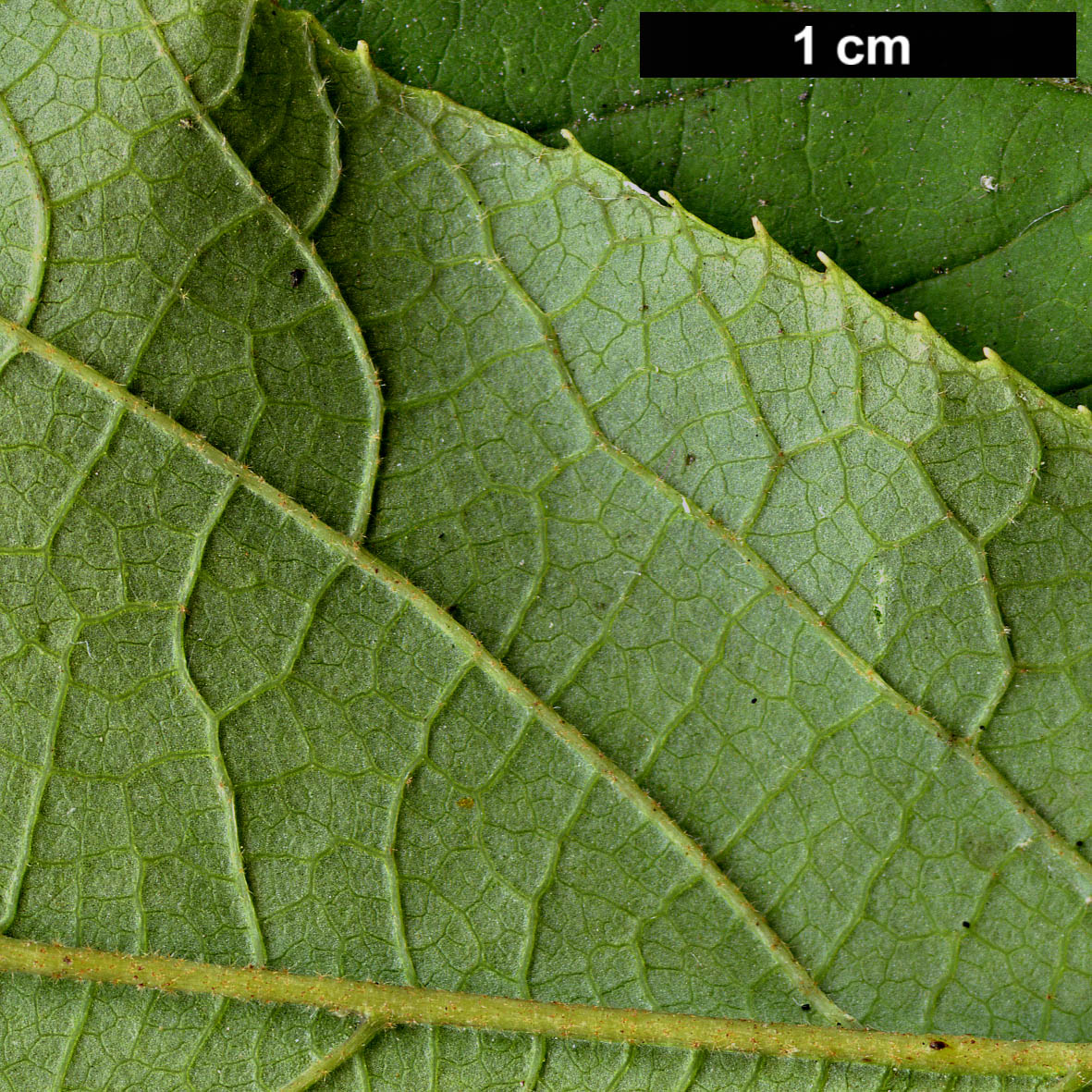 High resolution image: Family: Hamamelidaceae - Genus: Fortunearia - Taxon: sinensis 